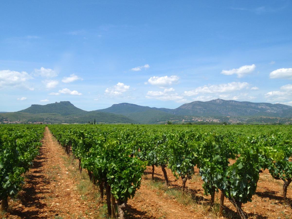 Chateau De Jonquieres - Herault Ngoại thất bức ảnh